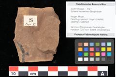 Foto (Objekt + Etikett) von Sphaeria mediterranea Ettingshausen (NHMW-GEO-2024-0188-0025)